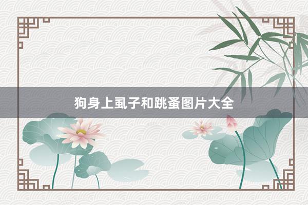 狗身上虱子和跳蚤图片大全