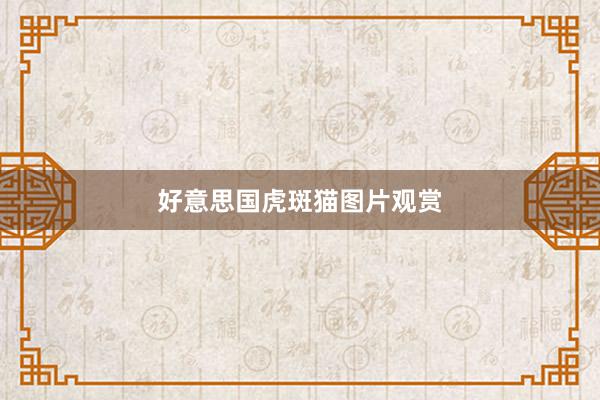 好意思国虎斑猫图片观赏